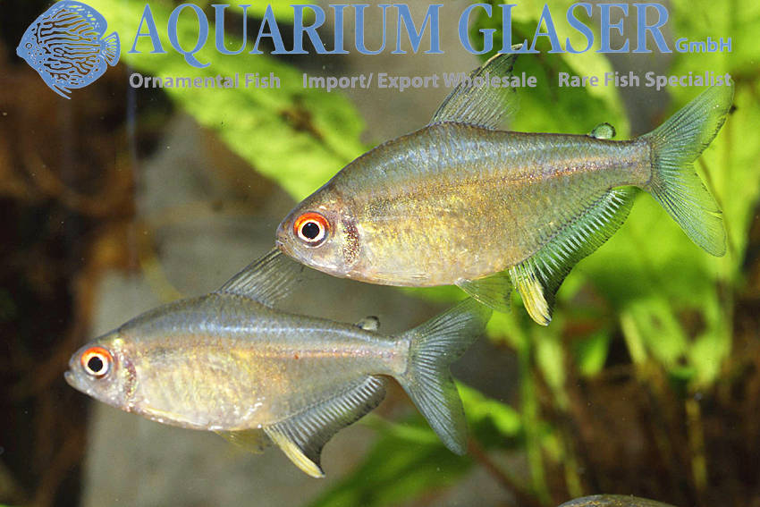 Ein fantastischer Zitronensalmler - Aquarium Glaser GmbH